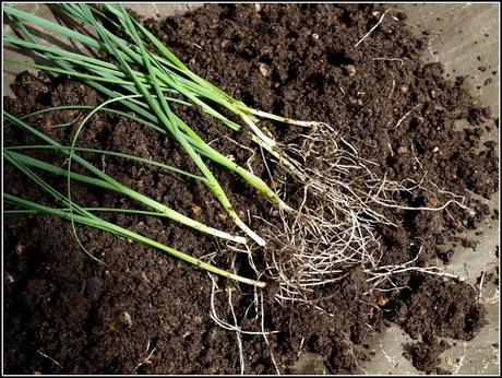Planting Leeks Planting Leeks