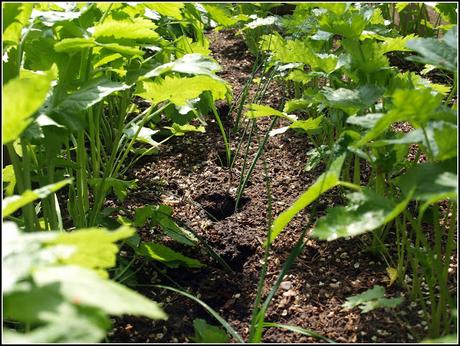 Planting Leeks Planting Leeks