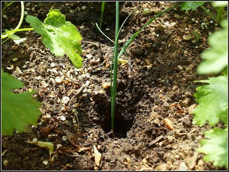 Planting Leeks Planting Leeks