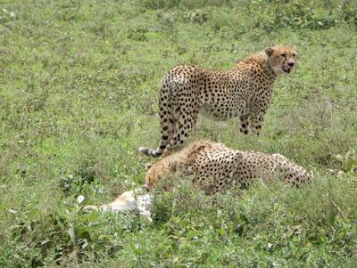 WILDLIFE VIEWING IN UGANDA AND TANZANIA, Part 3, Guest Post by Ann Paul