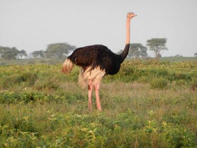 WILDLIFE VIEWING IN UGANDA AND TANZANIA, Part 3, Guest Post by Ann Paul
