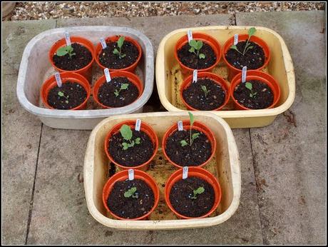 Pricking-out the PSB Pricking-out the PSB