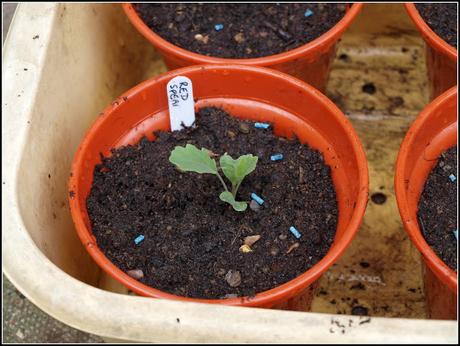 Pricking-out the PSB Pricking-out the PSB