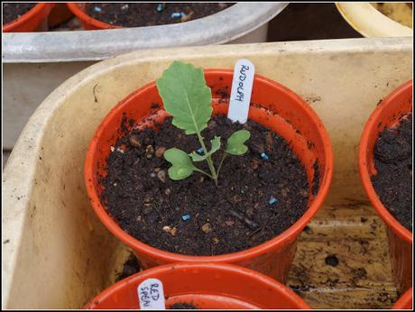 Pricking-out the PSB Pricking-out the PSB