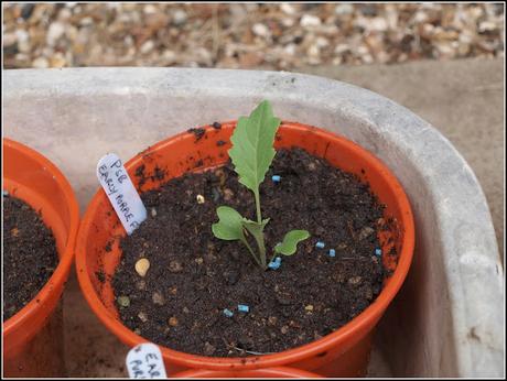 Pricking-out the PSB Pricking-out the PSB