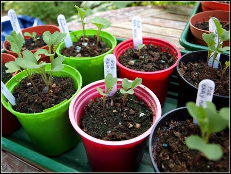 Pricking-out the PSB Pricking-out the PSB