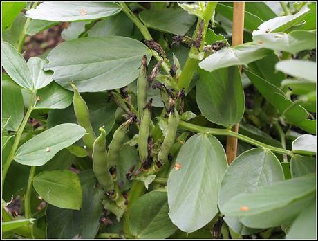 Pricking-out the PSB Pricking-out the PSB