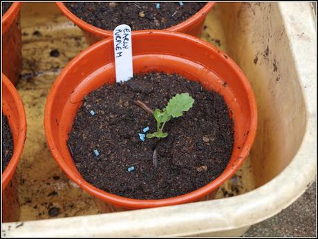 Pricking-out the PSB Pricking-out the PSB