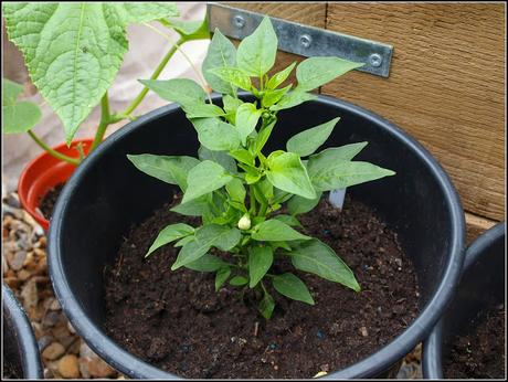 That old weedkiller problem again That old weedkiller problem again