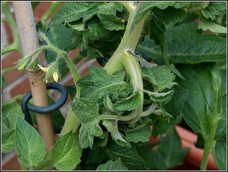 That old weedkiller problem again That old weedkiller problem again