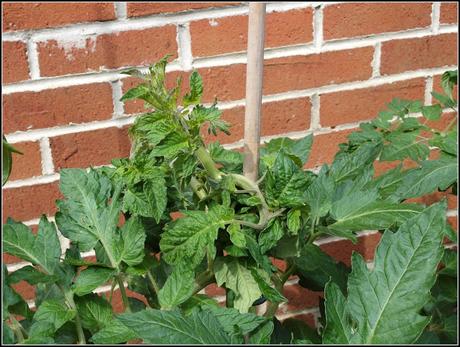 That old weedkiller problem again That old weedkiller problem again