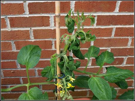 That old weedkiller problem again That old weedkiller problem again