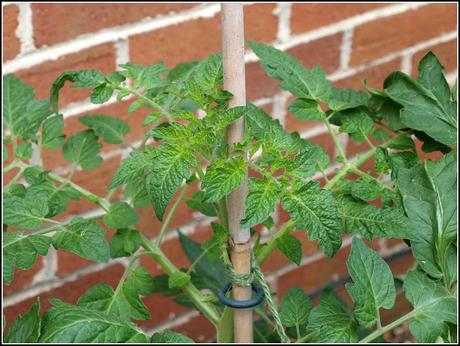 That old weedkiller problem again That old weedkiller problem again