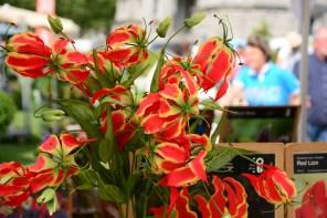 DSC_0918 DSC_0918