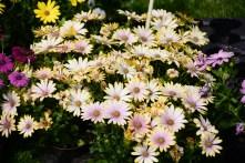 DSC_0929 DSC_0929