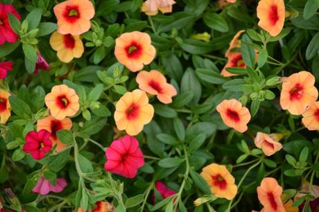 DSC_0924 DSC_0924