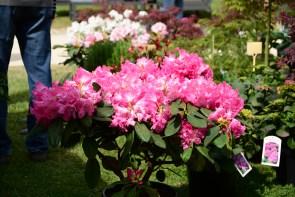 DSC_0917 DSC_0917