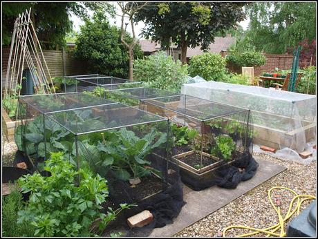 An allotment. Yes or No?