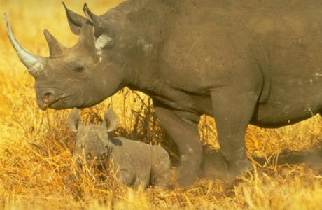 Map exposes the scale and nature of rhino horn trade – EIA International