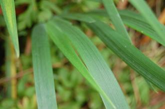 Iris douglasiana Leaf (22/05/2016, Kew Gardens, London)