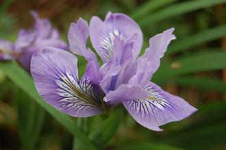 Iris douglasiana Flower (22/05/2016, Kew Gardens, London)