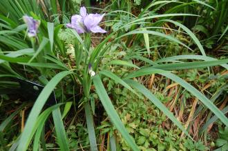 Iris douglasiana (22/05/2016, Kew Gardens, London)