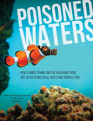 U.S. Pet Trade Imports 6 Million Tropical Fish Captured Using Cyanide Each Year