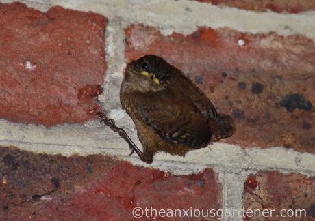 Baby wren