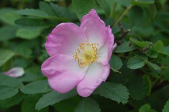 Rosa sericea Flower (22/05/2016, Kew Gardens, London)