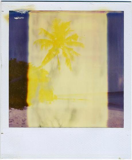Palm tree with expired Polaroid film