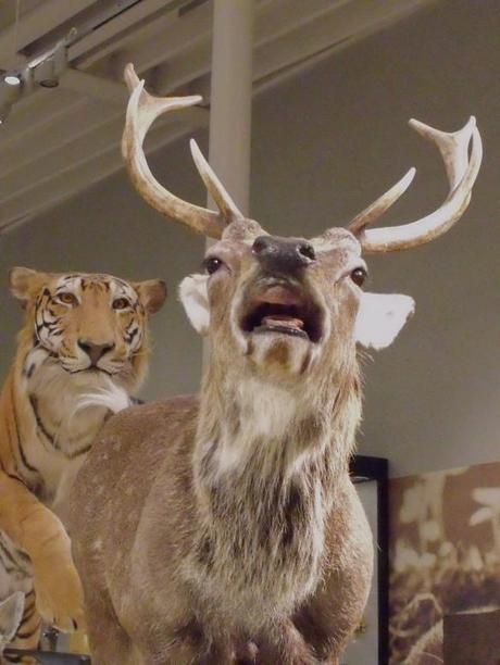 NMS, National Museum of Scotland, Tiger, Stag, Lent, 40 Days of photos