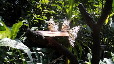 First Thing... Singapore First Thing... Singapore