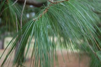Pinus ayacahuite leaf (18/02/2012, Kew, London)