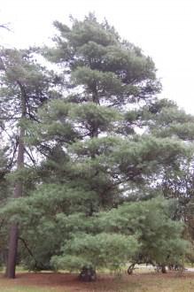 Pinus ayacahuite (18/02/2012, Kew, London)
