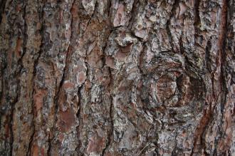 Pinus ayacahuite bark (18/02/2012, Kew, London)