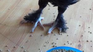 Lesson 506 – The peril of chicken toes
