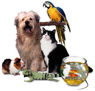 Pet sitting - not just for dogs and cats...: image via personablepetcare.com