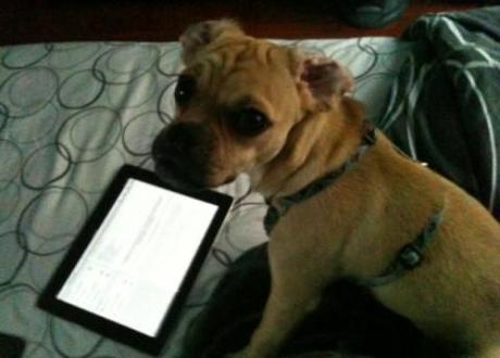 Apple iPad 3 buzz: Dogs go barking mad for the tablet