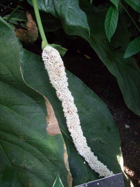 Tail flower - Anthurium schlechtendalii