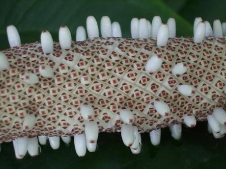 Tail flower - Anthurium schlechtendalii