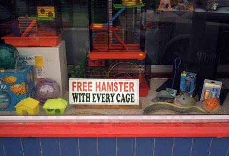 Free Hamster A photography compilation.