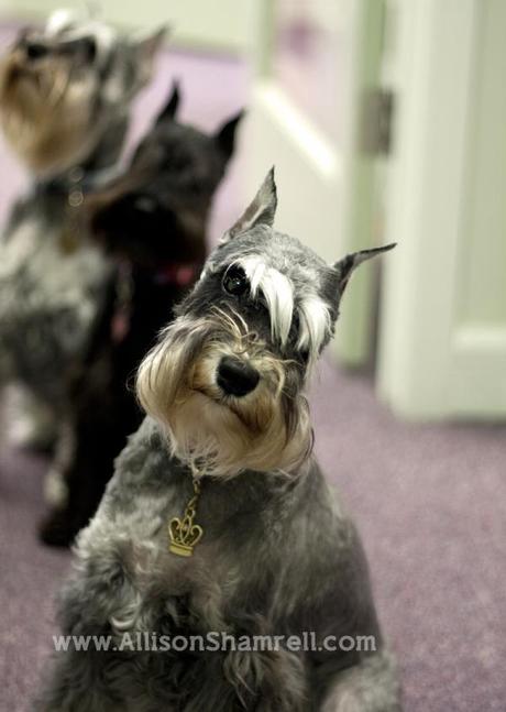 A schnauzer tilts her head sideways; an excellent example of a pet photographer using funny sounds and noises to get a great photo.