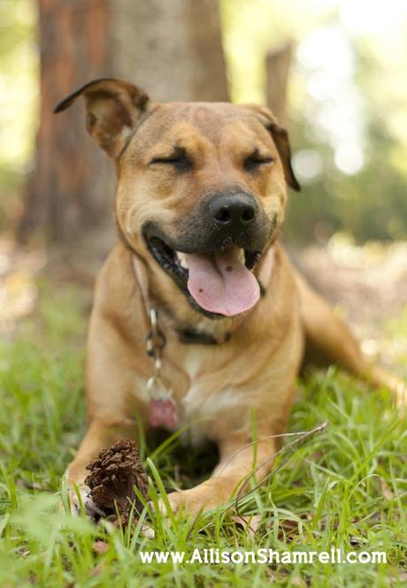 A mixed breed dog takes a break from chewing on a pinecone; an excellent example of a pet photographer using point of view to get a great photo.