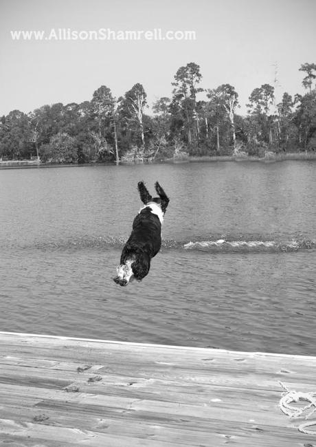 A BLANK jumps off the dock to chase a toy; an excellent example of a pet photographer using the appropriate fast shutter speed to get a great photo.