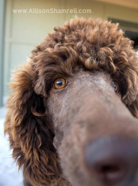 A chocolate brown standard poodle close-up photo; an excellent example of a pet photographer using a treat reward to get a great photo.