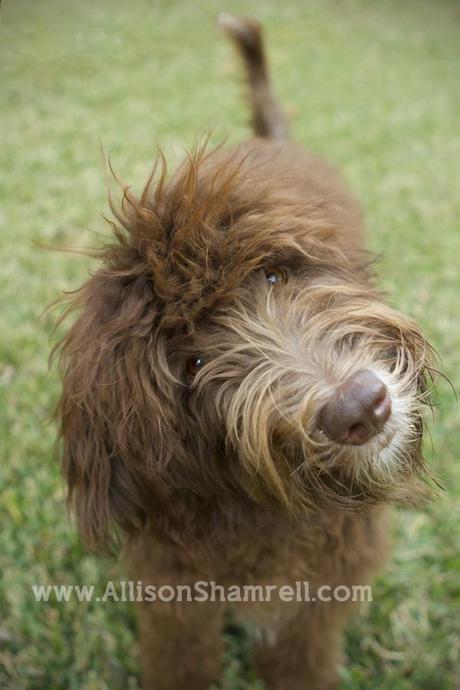 A labradoodle tilts her head sideways; an excellent example of a pet photographer using funny sounds and noises, and a shallow aperture, to get a great photo.