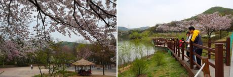 Incheon: Tail End of Cherry Blossom Season