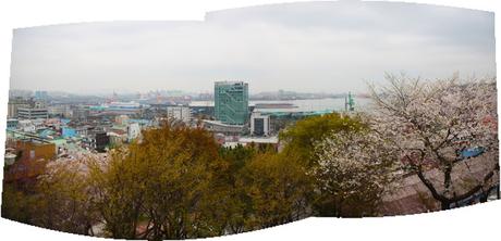 Incheon: Tail End of Cherry Blossom Season