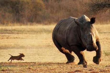 Iceland gets motivated by the pic of a small dog chasing a rhino - Euro 2016