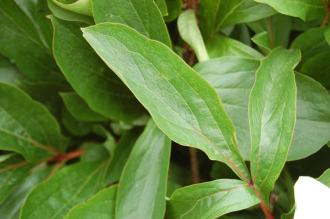 Paeonia 'Claire de Lune' Leaf (22/05/2016, Kew Gardens, London)